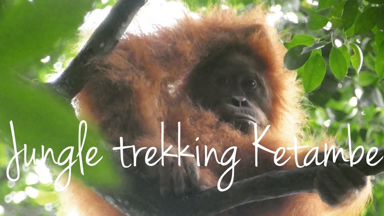 KETAMBE JUNGLE TREKKING  -  Hidden corners of Sumatra Rainforest