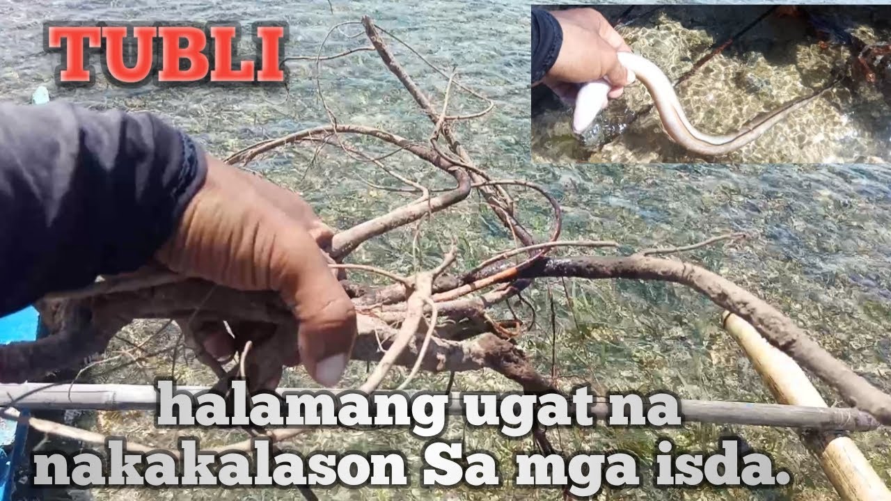 Vlog#60/ TUBLI.  ang halamang ugat na nakakalason Sa mga isda. ParapadagatTV
