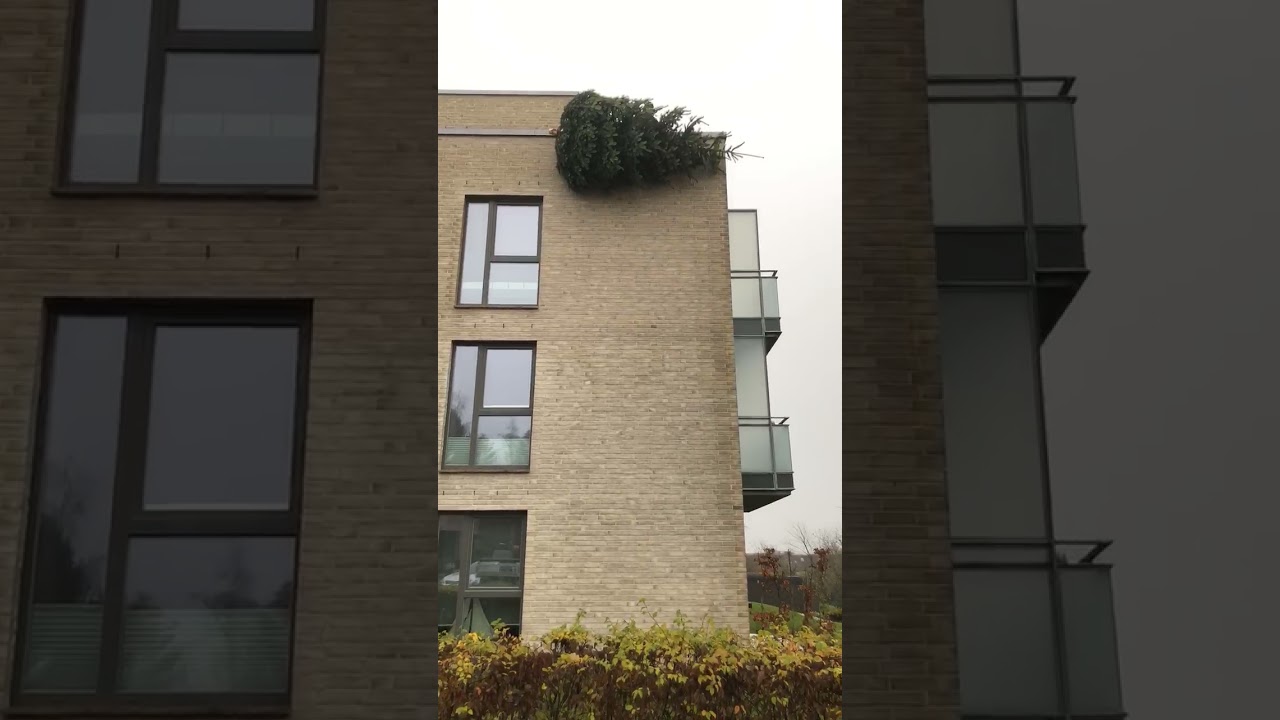 Dansker skaber julegl&aelig;de i Flensborg med k&aelig;mpestort juletr&aelig;