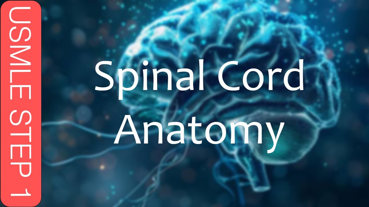 USMLE Step 1 - Spinal Cord Anatomy