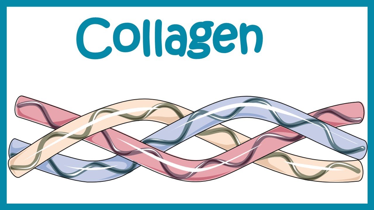 Collagen || Structure, classification, biosynthesis and clinical importance.