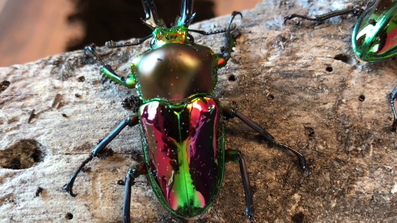 Phalacrognathus muelleri - Unboxing