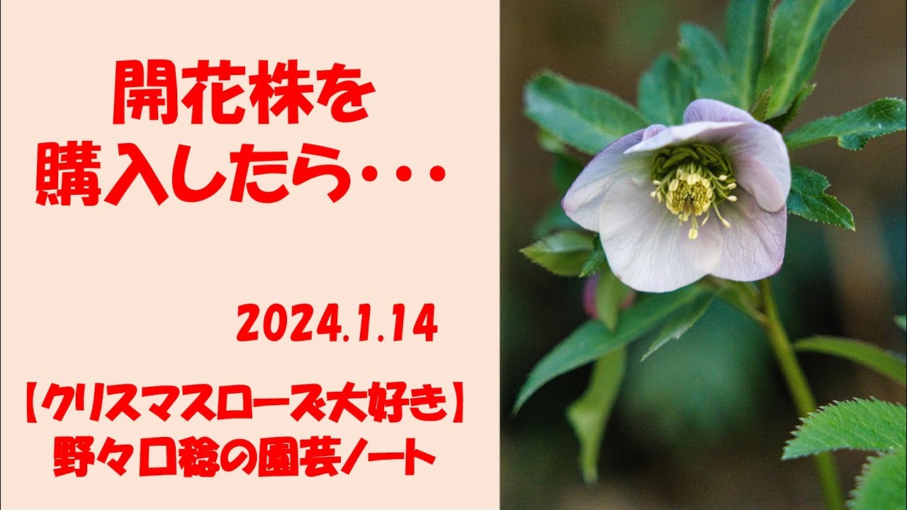 2024.1.14 開花株を購入したら・・・