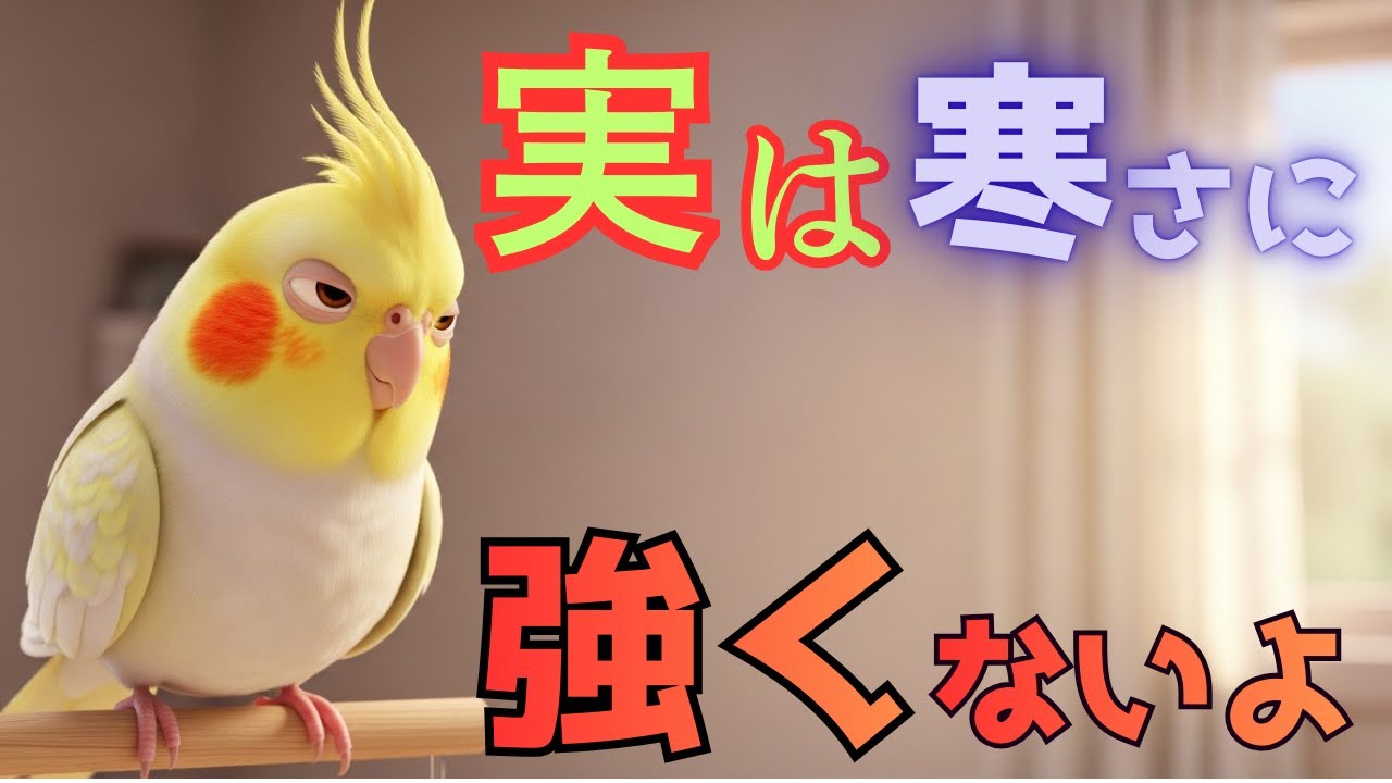 【豆知識】それ勘違いだから…【オカメインコ】