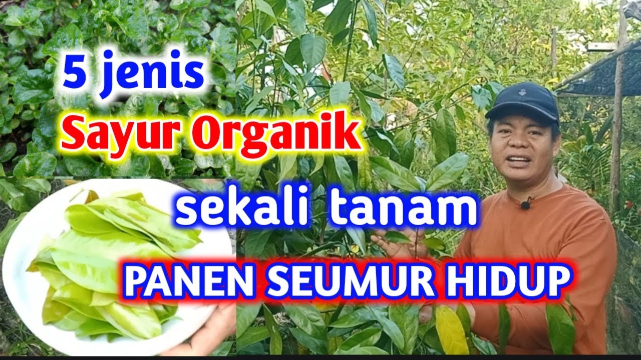 Lima Jenis Sayuran Ini Cukup Sekali Tanam Bisa Panen Seumur Hidup