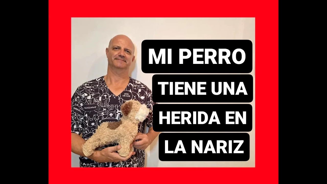 Mi perro tiene una herida en la nariz.