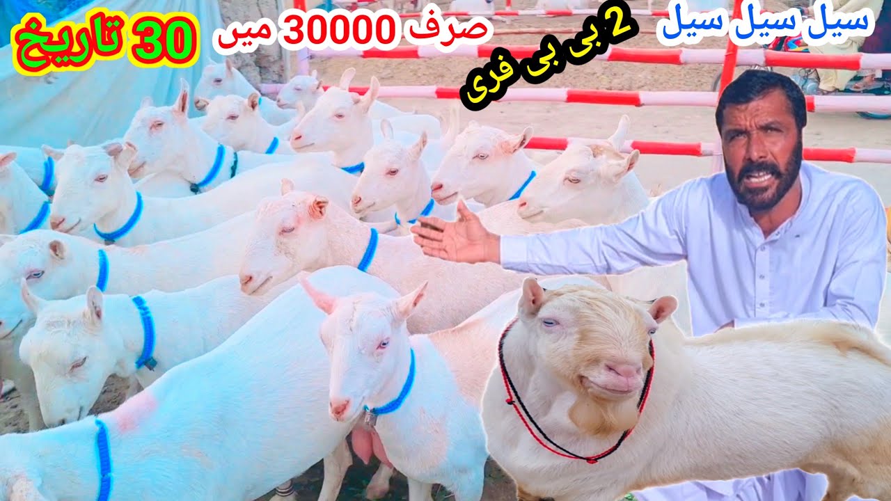 30 January 2026جمعہ بازار روسی رشیان ٹیڈی بکریاں کال نمبر 03127009575