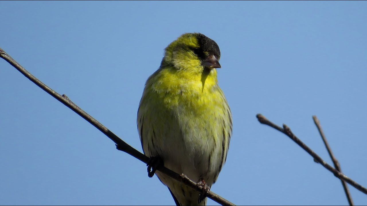 Czyże / Eurasian Siskins