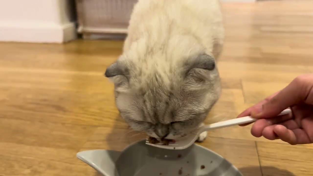 Cute Cat ASMR: Kiki Devours Wet Food & Begs for More!