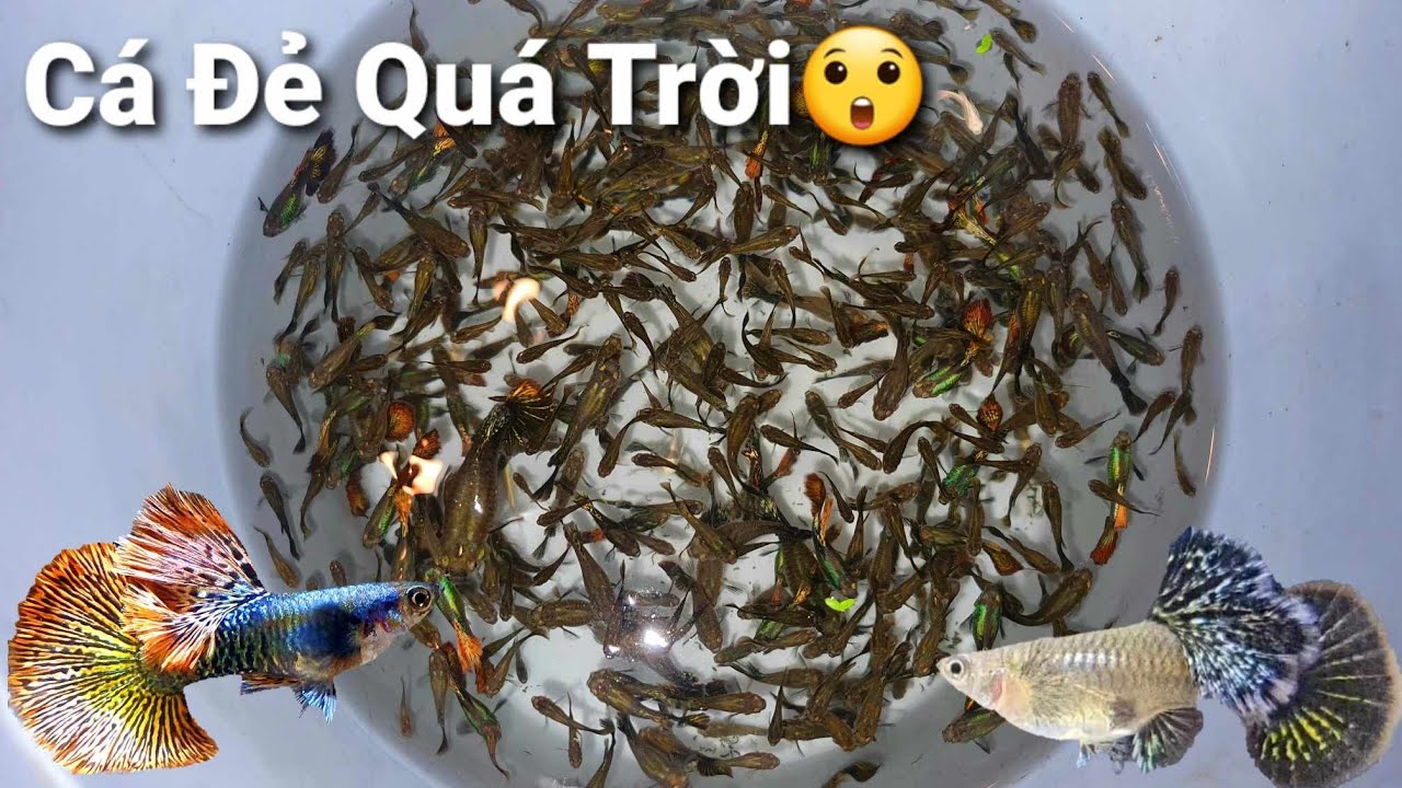 Thu Hoạch Cá Bảy Màu Rồng Và Tiếp Tục Dọn Hồ Cá Bỏ Hoang|MrMén TV!