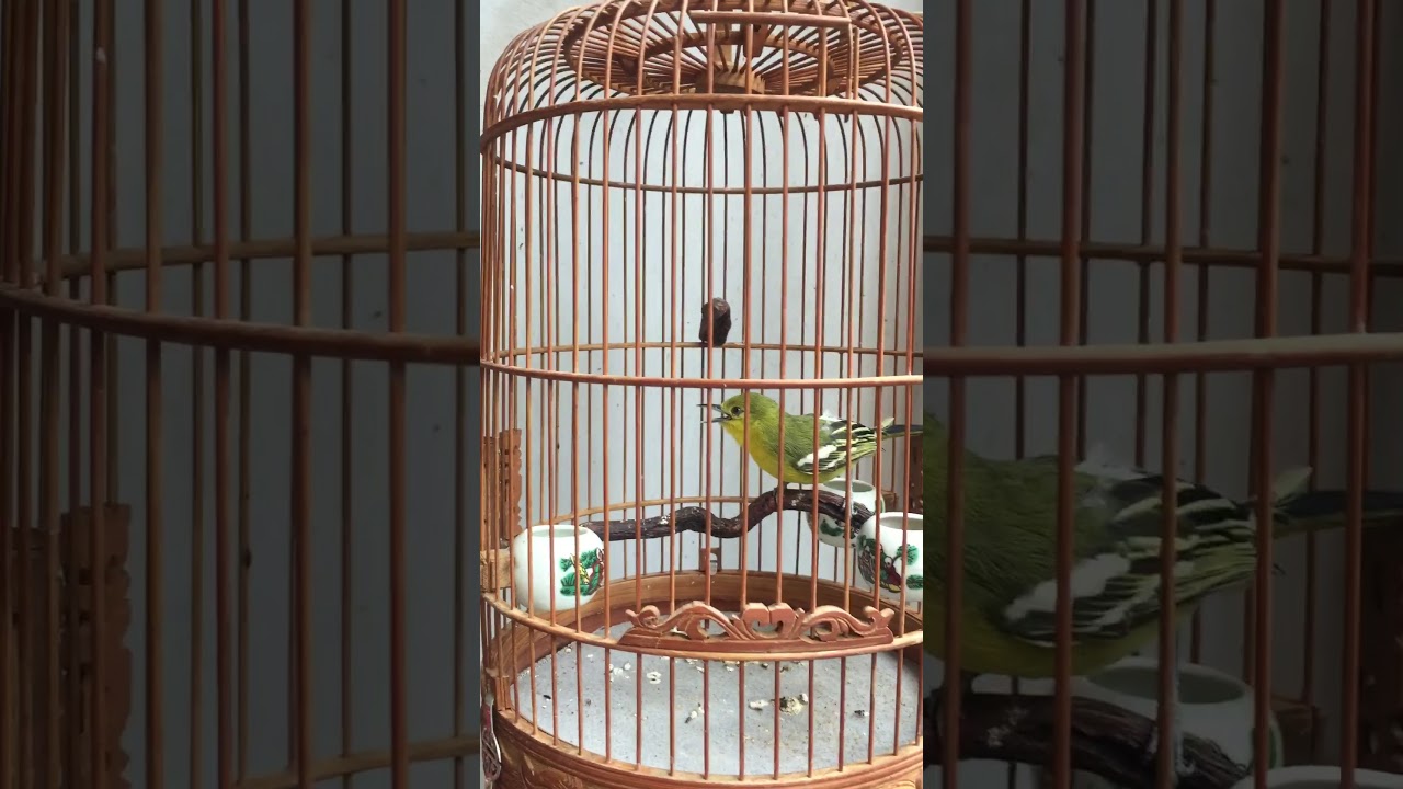 Huýt cô chuyền hoàng đạt
