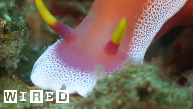 The Nudibranch Says, ‘Hey, I’m Super Colorful. So No Touchy'