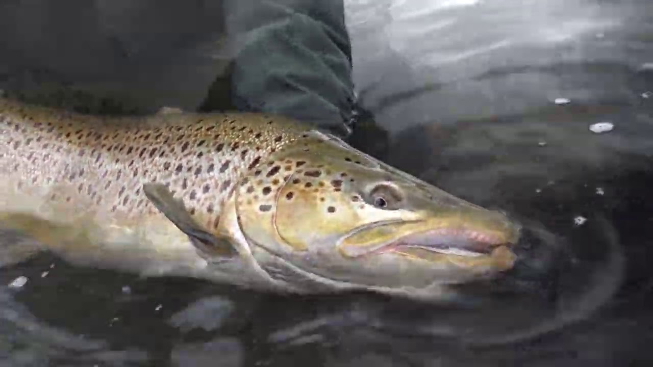 Fishing for Giant Brown Trout