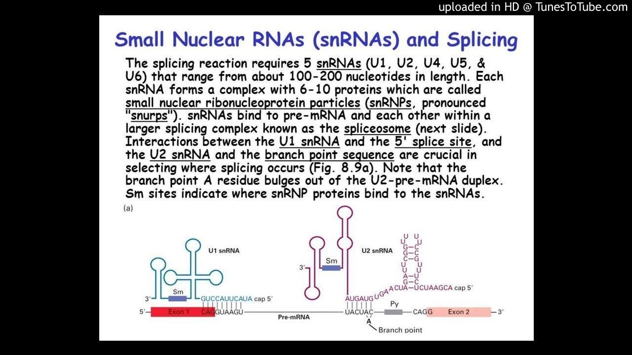 The life of U6 small nuclear RNA