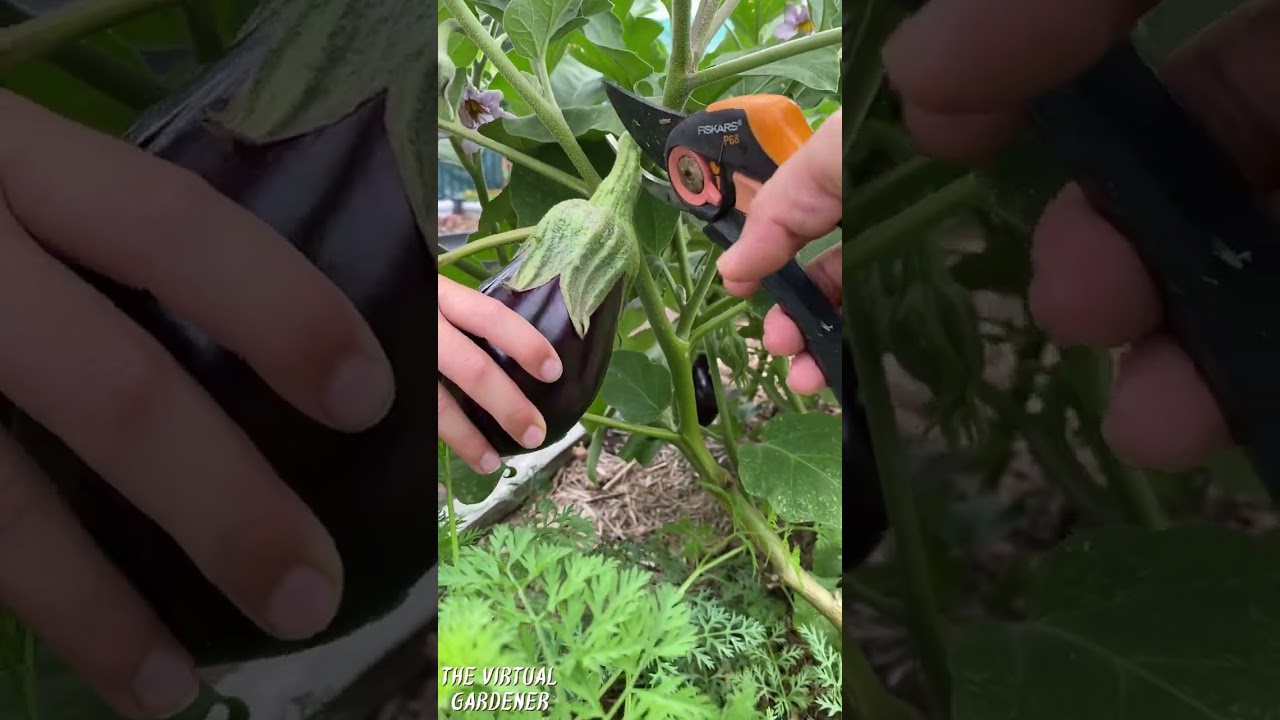 vegetables to grow in zones 9 & 10 warm climate