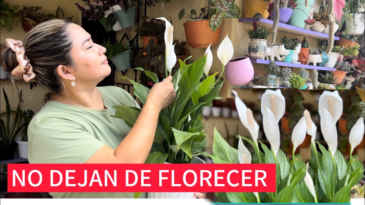 Cómo hacer florecer las cunas de Moisés aplica el mejor fertilizante