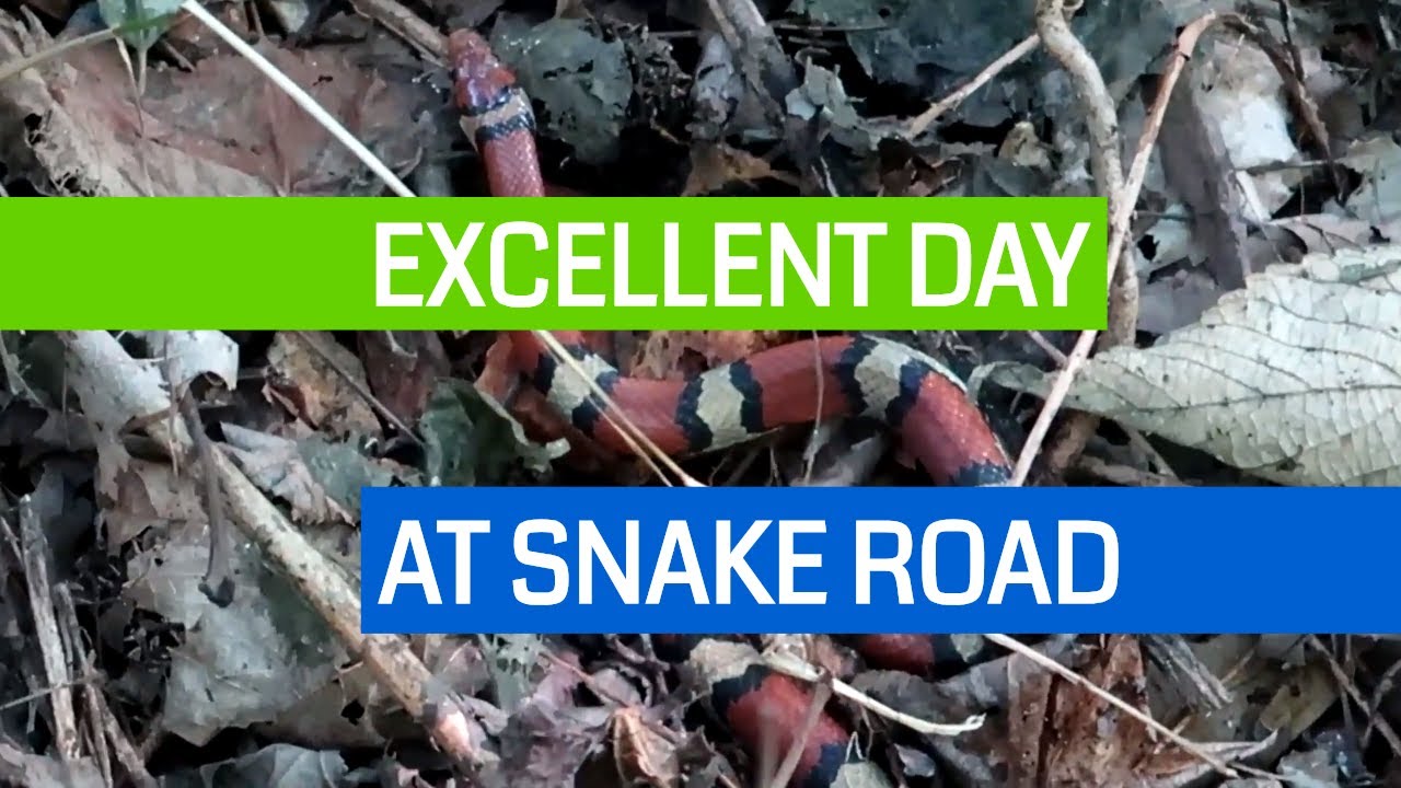 LaRue Pine Hills Snake Road Shawnee National Forest