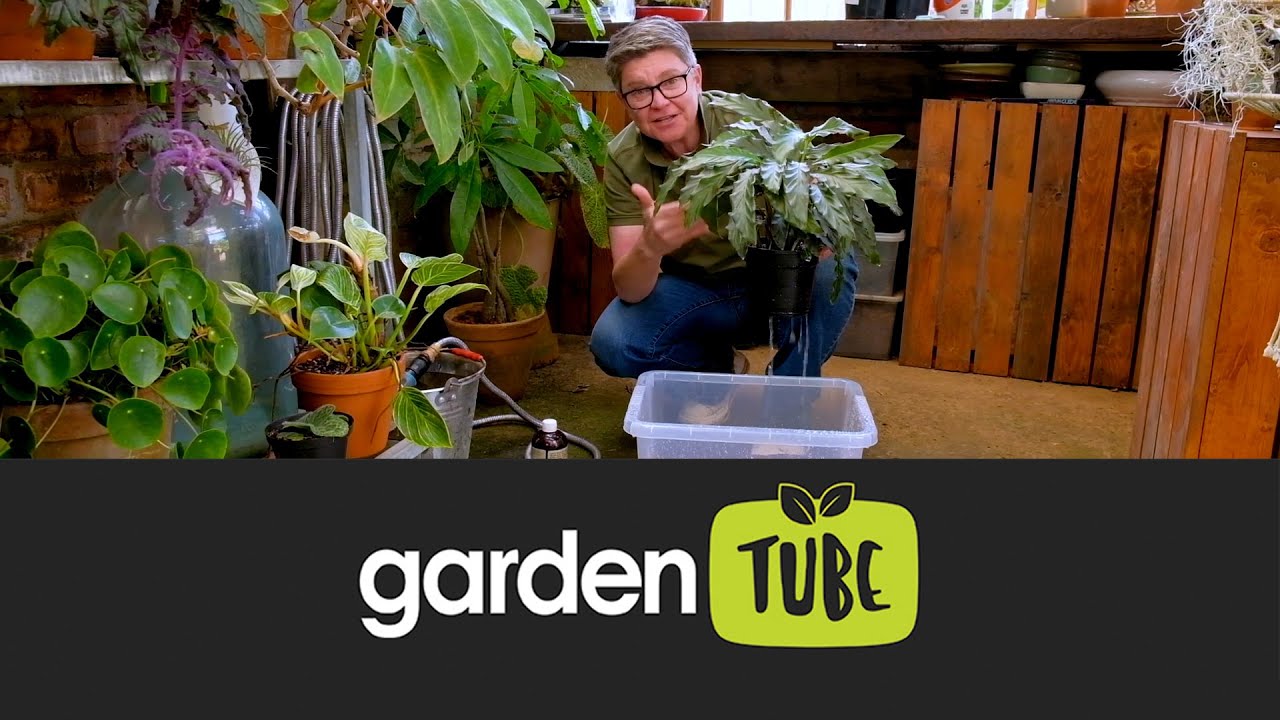 Indoor Plant Care