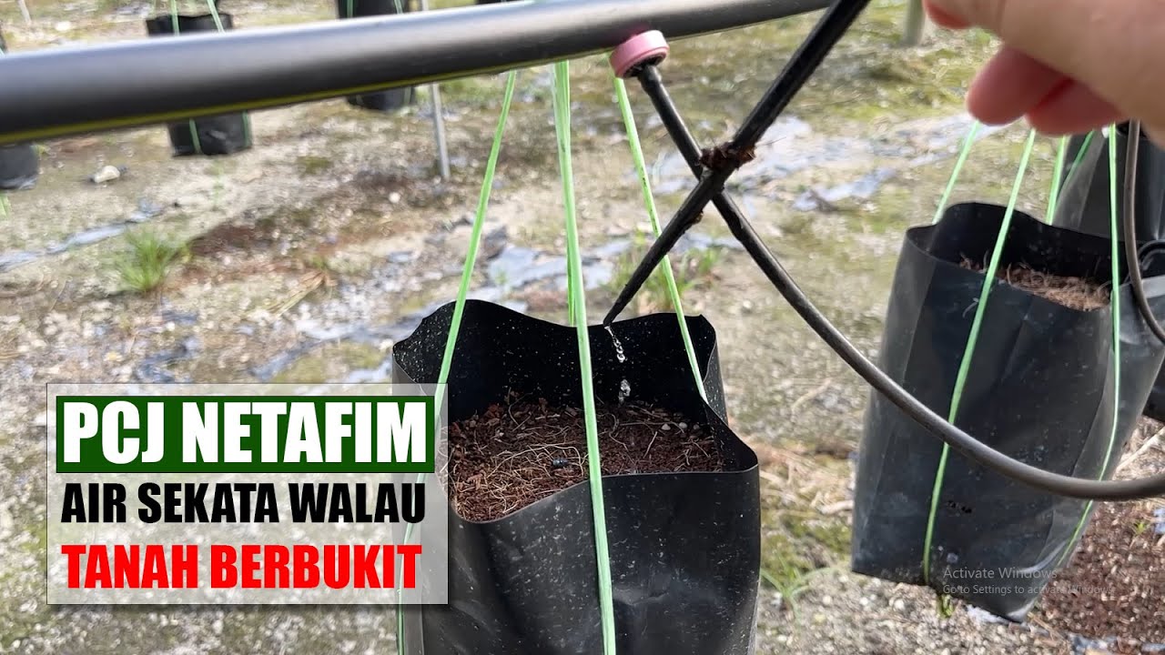 [ FERTIGASI 9# ] Tips pengagihan air sekata satu kebun | Pcj Netafim