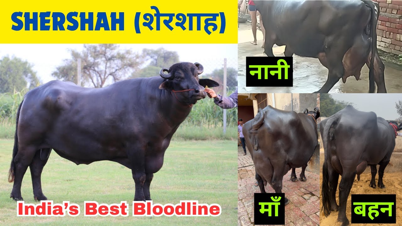 शेरशाह (SHERSHAH) की माँ क्रांति - India’s Best Bloodline - नानी, माँ और बहन सबका दूध 25 KG+++  दूध