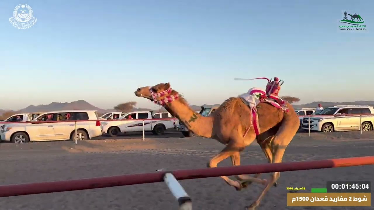 مهرجان ميدان اليتمه لسباق الهجن الاول  الشوط 2 مفاريد قعدان   من 1500م شاهين لـ محمد راشد ال محامض