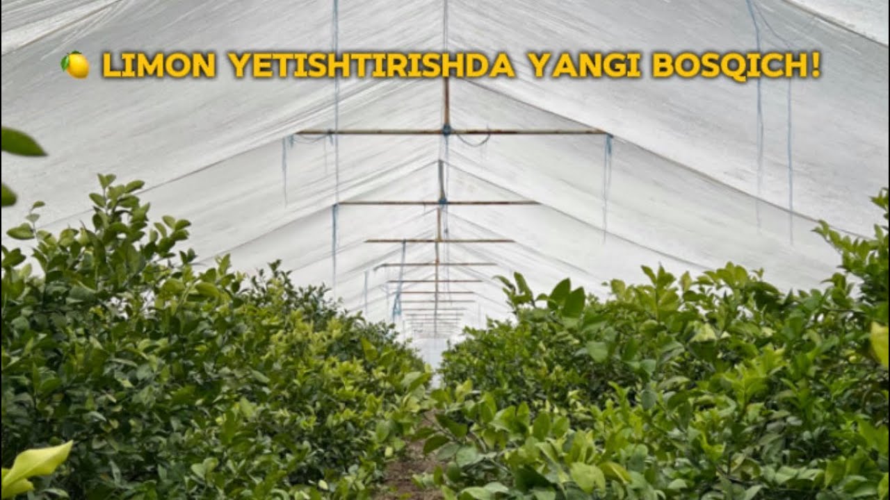 🍋 Limon yetishtirishda yangi bosqich!