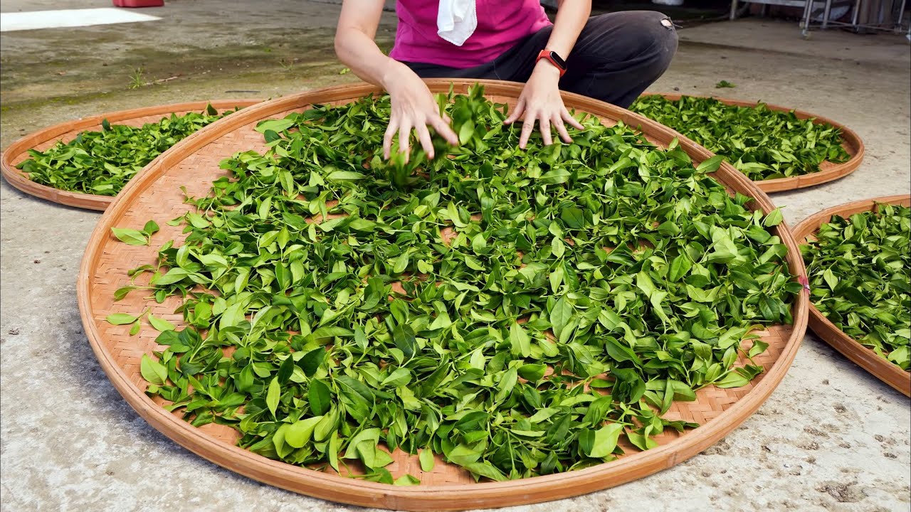 文山包種茶,蜜香紅茶 茶葉製作 / Trditional Chinese Tea making skills - 台灣傳統美食