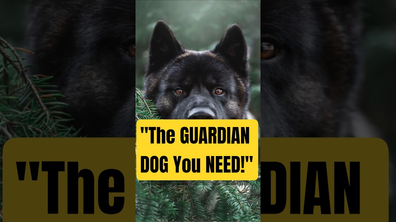 Собака, которая охраняет как лев: американская акита-ину!