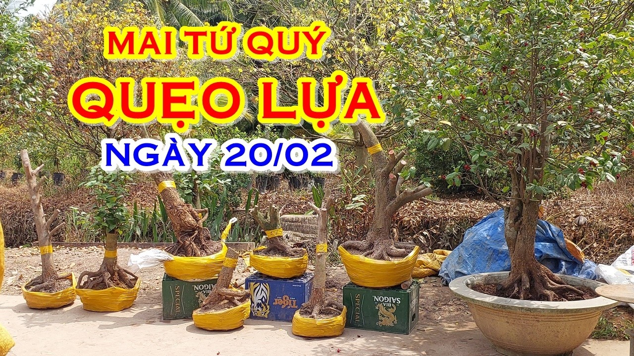 ANH HÙNG 📲 O977O98935 GIÁ TỐT - MAI TỨ QUÝ DÁNG ĐẸP GIAO LƯU NGÀY 20/02 