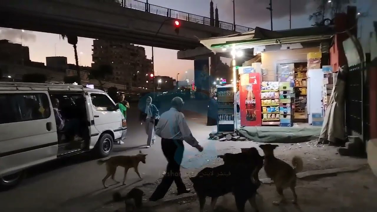 الراحمون يرحمهم الله.. مسن يطعم قطط الشوارع يوميا من ٢٠ عاماً