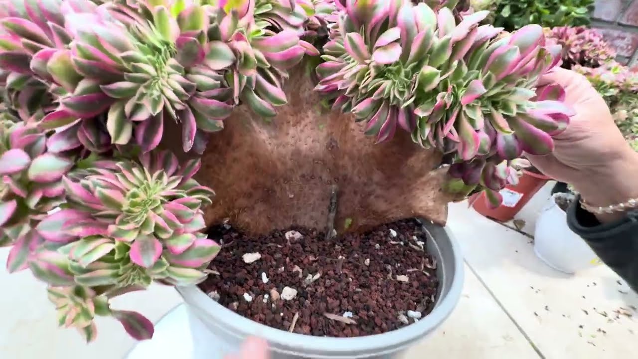Jan 21, 2026. Free Shipping $150. Gorgeous Aeoniums Varigated Crested on Sale. 408-992-5539.