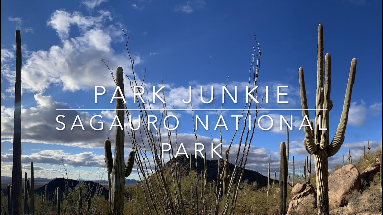 Saguaro - Wasson Peak in Snow!
