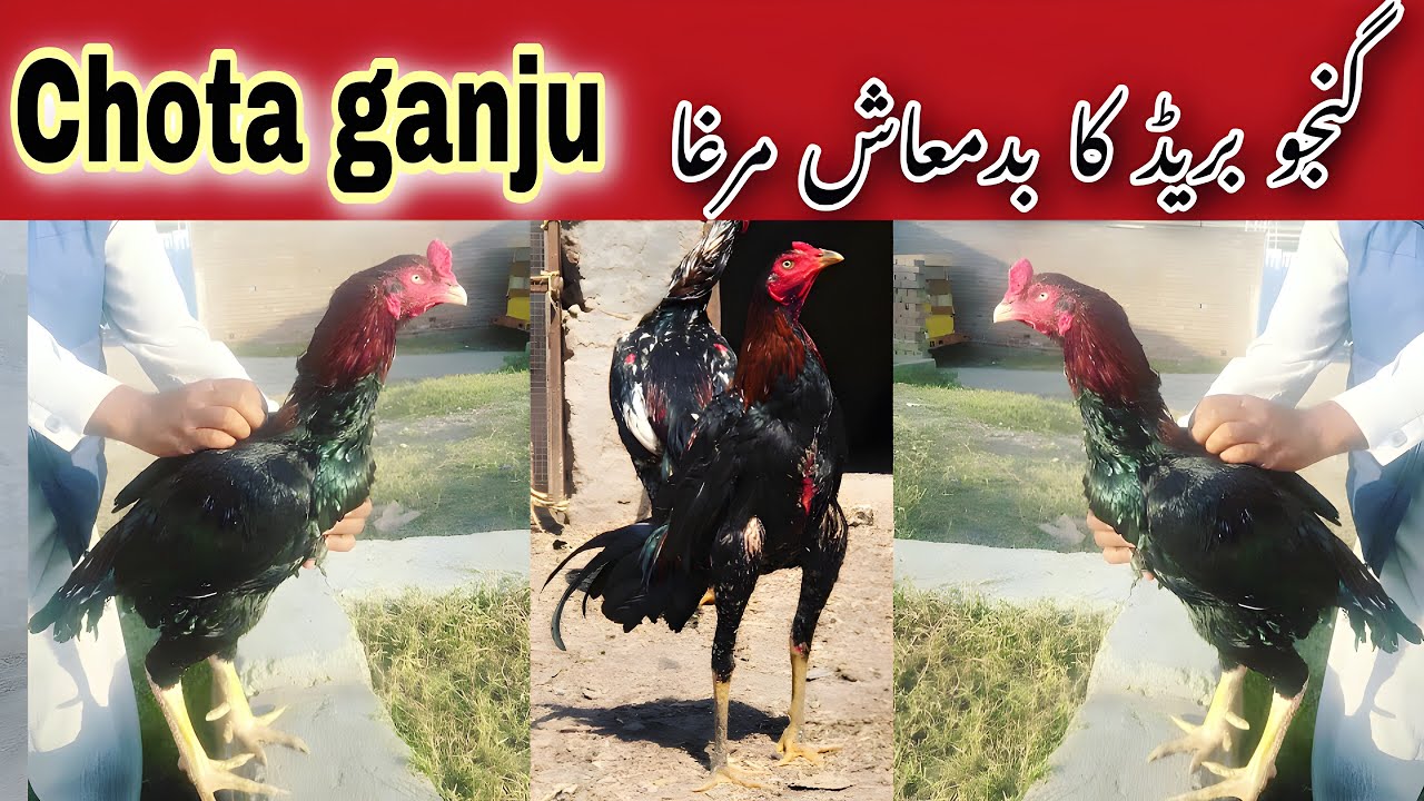 Ganju breed history part 4 | چھوٹا گنجو دی ڈان