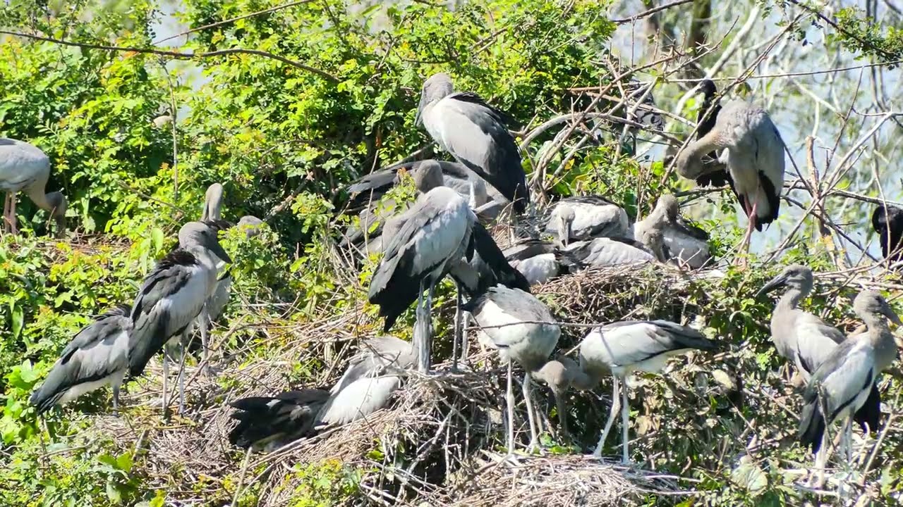 Amazing 😻 Bird Sanctuary Preserving Habitat, Harmony, and Hope for Feathered Species 00123#birds 