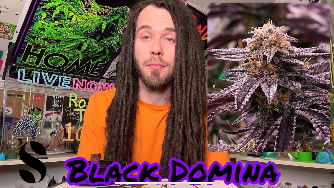 Обзор сорта Black Domina
