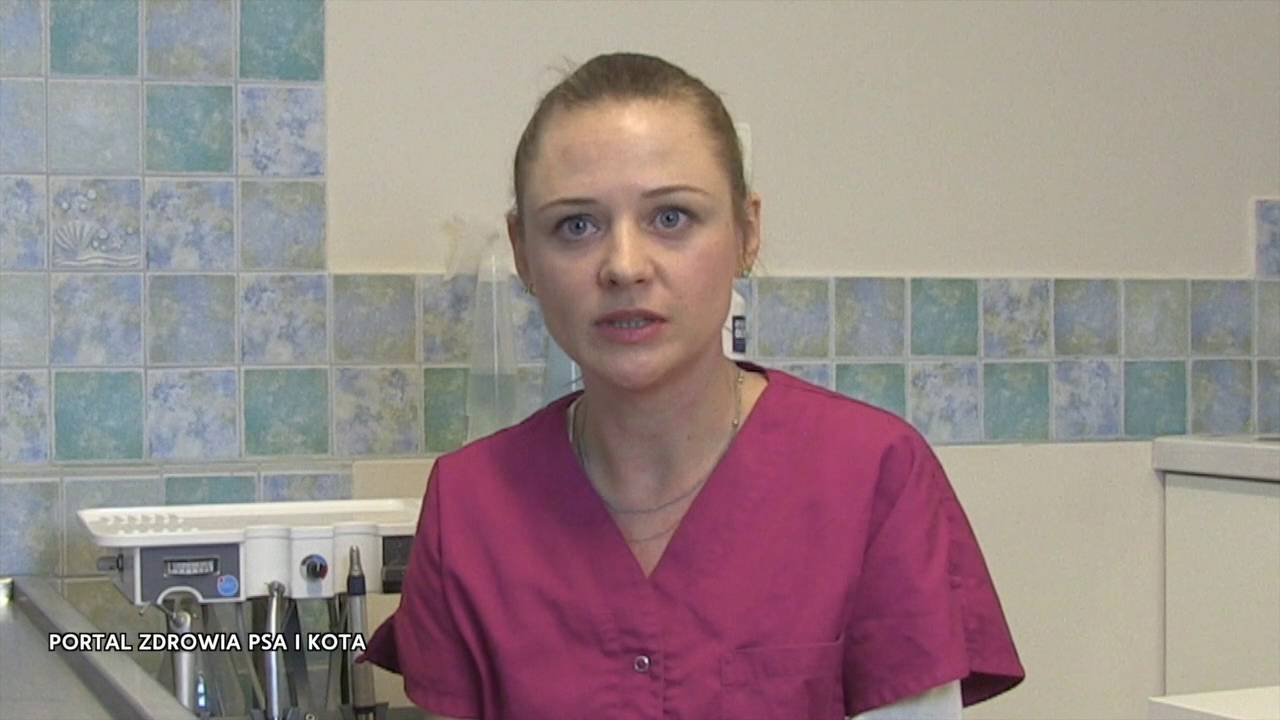 Leczenie zębów u zwierząt
