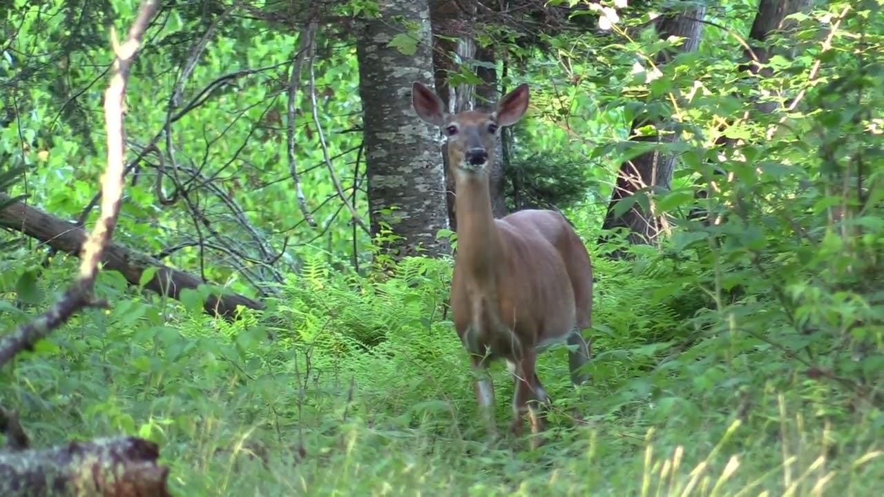 Whitetail Deer Warning 