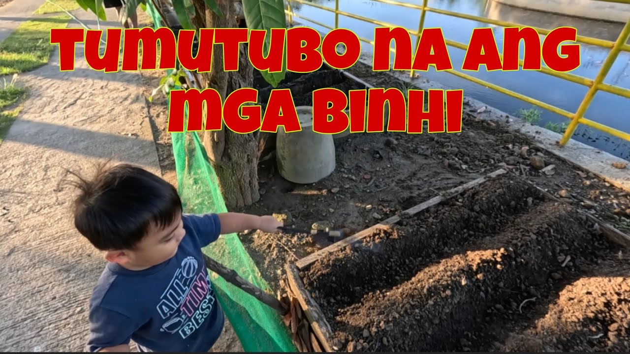 Tyaga pa rin sa pagdilig | May mga tumutubo na sa mga binhi