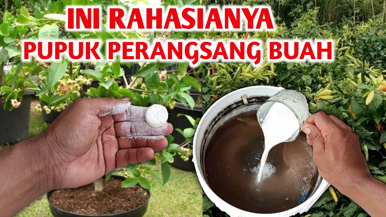 Dahsyatnya bahan ini jadi Pupuk perangsang buah Cara membuat pupuk pembuahan