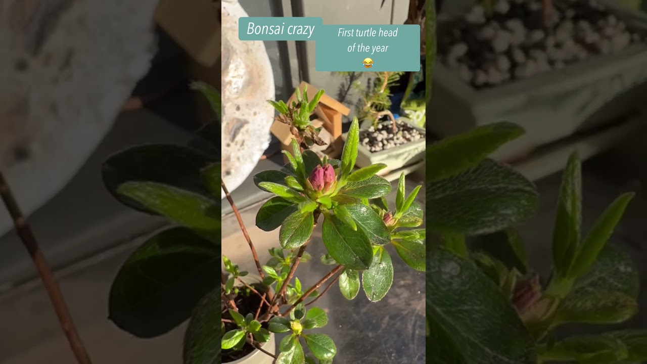 Azalea bonsai ready to flower @Bonsaicrazy #bonsai #bonsaitree
