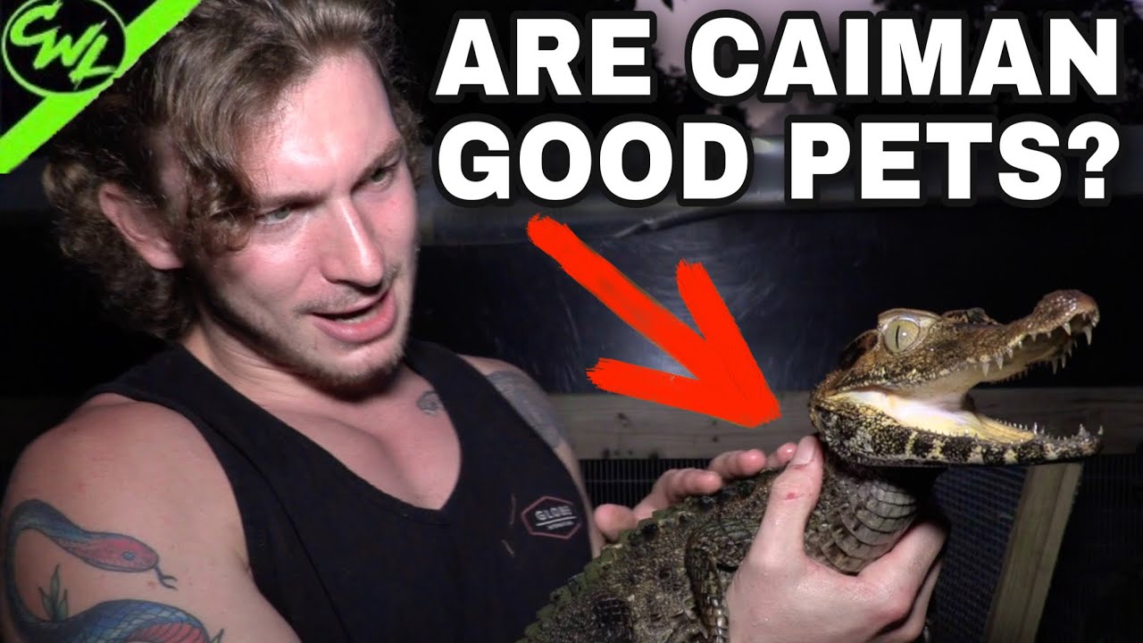 ARE CAIMAN GOOD PETS?!( 1.5 MIL SUBSCRIBER SPECIAL! )