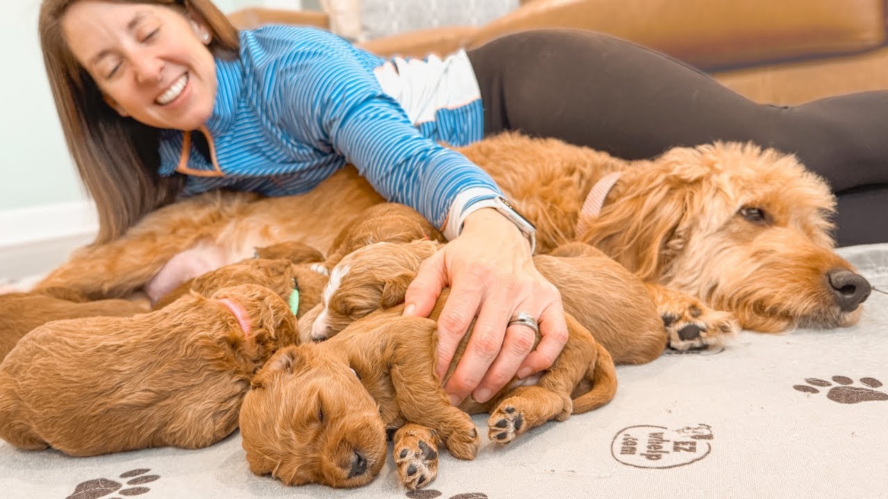 A Bittersweet Goodbye: Our Last Litter of These Goldendoodles