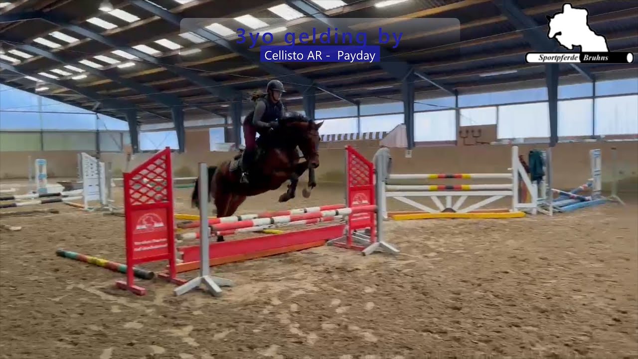CELLDINO AR ~ 3j. W. v. / 3yo gelding by Cellisto AR - Payday