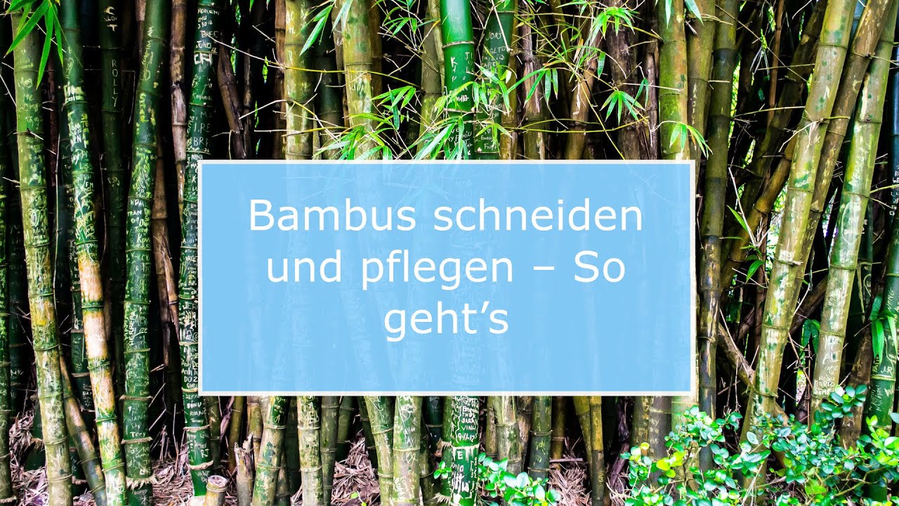 🏡 Bambus schneiden und pflegen – So geht’s