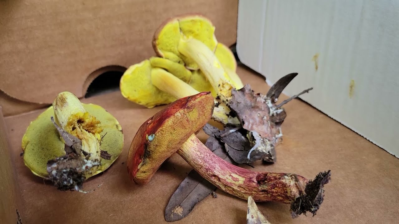 Moment of Science: Identifying Edible Mushrooms