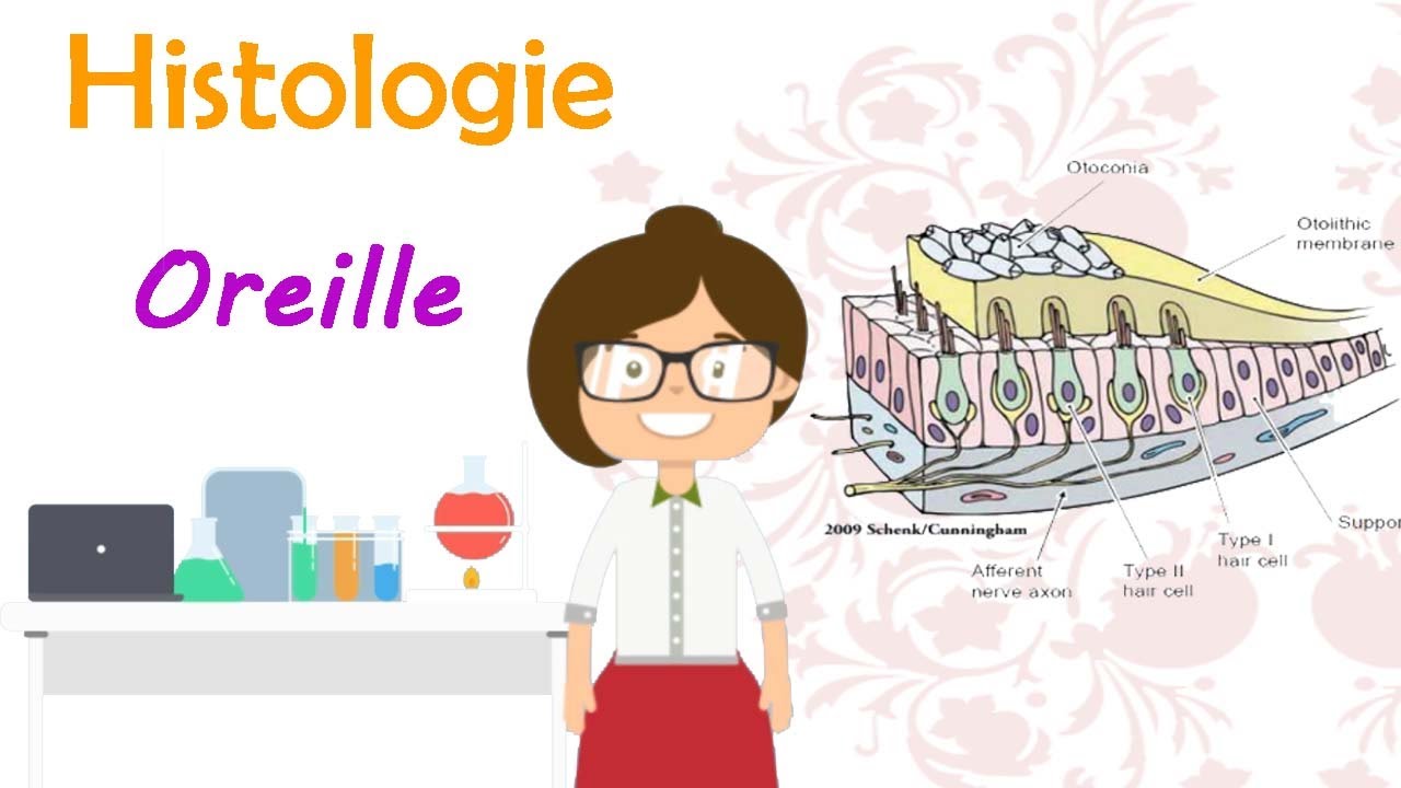 Histologie | Appareil de l&rsquo;&eacute;quilibration et de l&rsquo;audition (histologie de l'oreille) cours de 2&egrave;m med