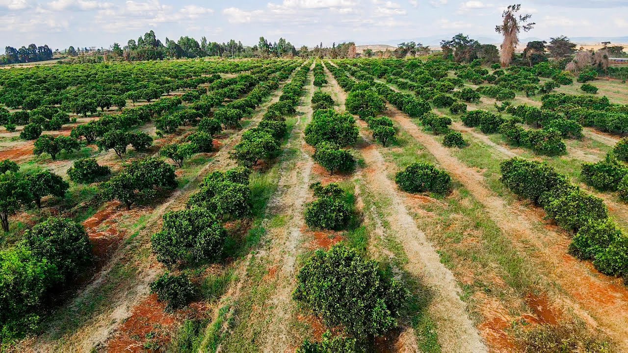 Citrus Farming at ADC Suam Orchards (The biggest Citrus( Lemon and Oranges) Farm in Kenya )