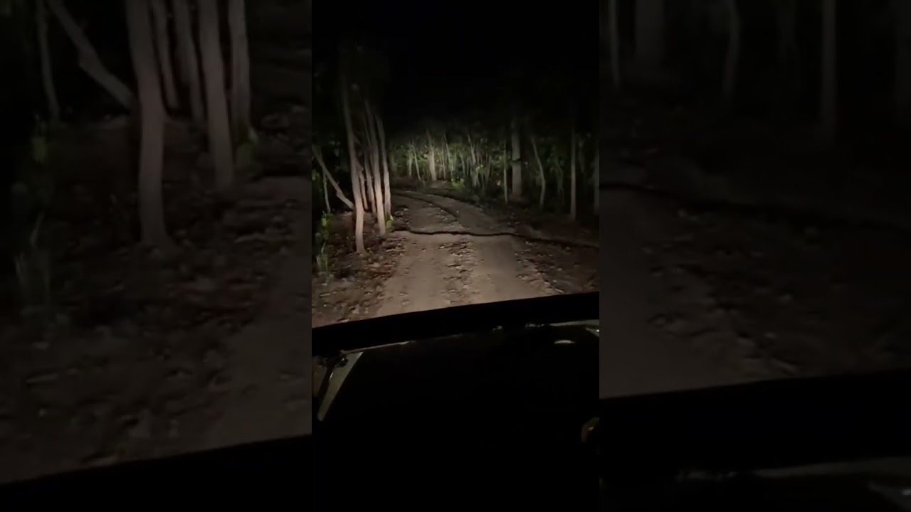 Night safari in tiger territory #tiger #wildlifefilming #wildlifephotography #forest #indianwildlife