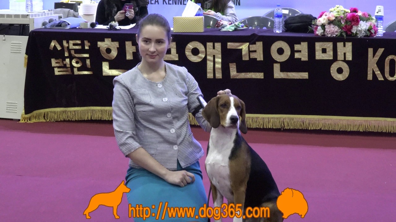 2016.12.04 Seocho FCI International Dog Show(Finnish Hound)