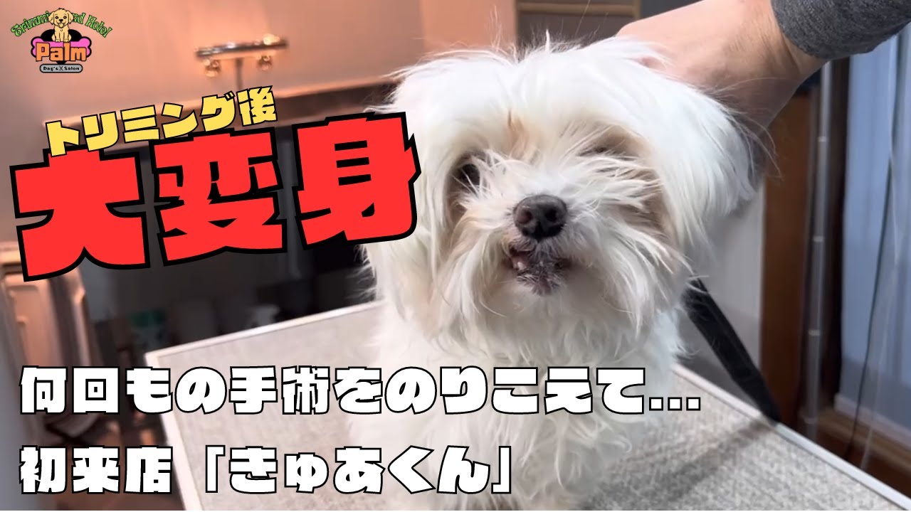 手術後に触られるのが嫌になったマルチーズがトリミングで大変身！！